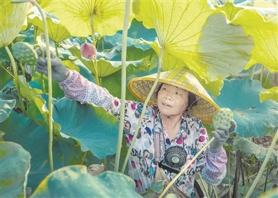 采莲.jpg 采莲.jpg